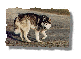 Alaskan Malamute