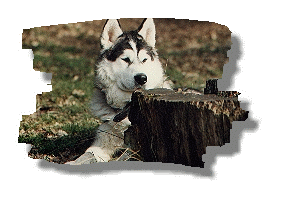 Alaskan Malamute