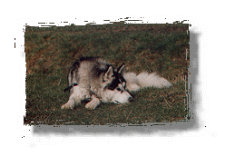 Luchs